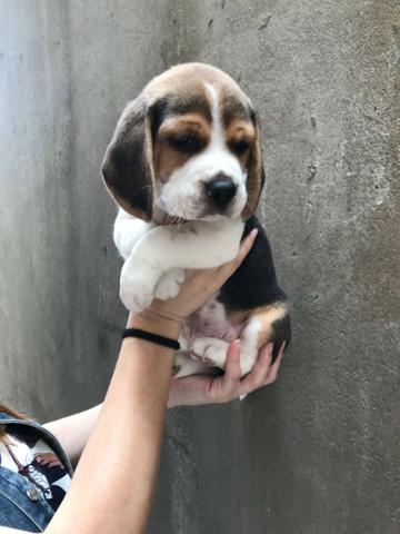 Beagle mini, filhotes a pronta entrega, (bicolor/tricolor) com garantia de saúde