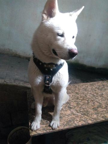 Akita macho 1 ano e 5 meses