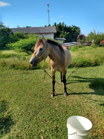 Cavalo e potranca - Foto 4