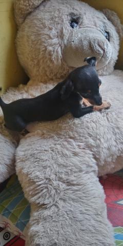 Pinscher miniatura macho - Foto 2