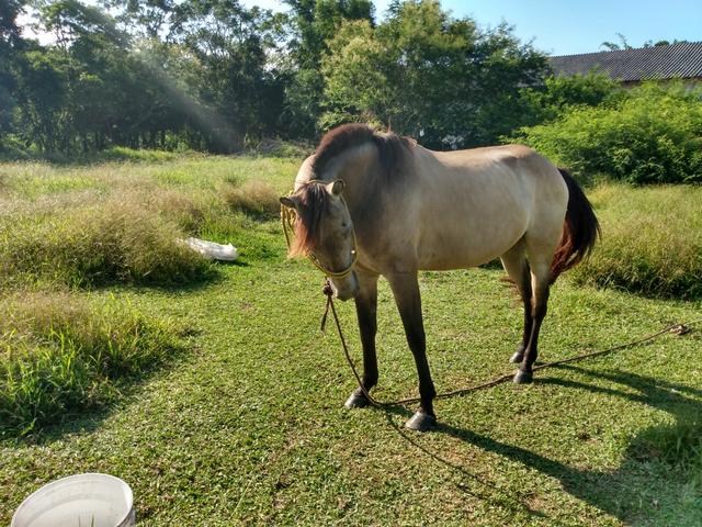 Cavalo e potranca - Foto 2