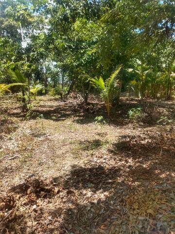 Vendo chácara por 50 mil ou troco por casa - Foto 5