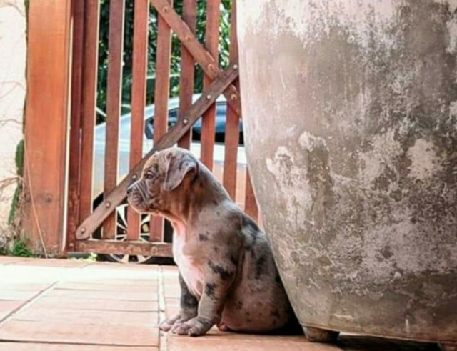 American Bully macho merle