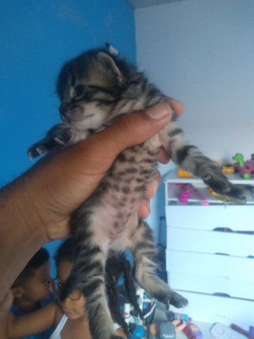 Doações de gatos - Foto 4