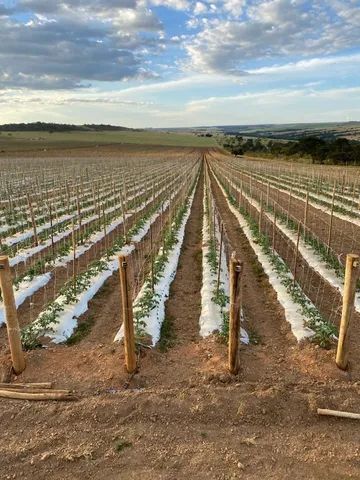 Fazenda de 260 alq em Corumbá-Go - Foto 3
