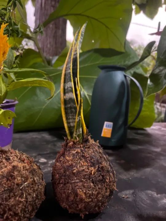 Kokedama plantas - Foto 3