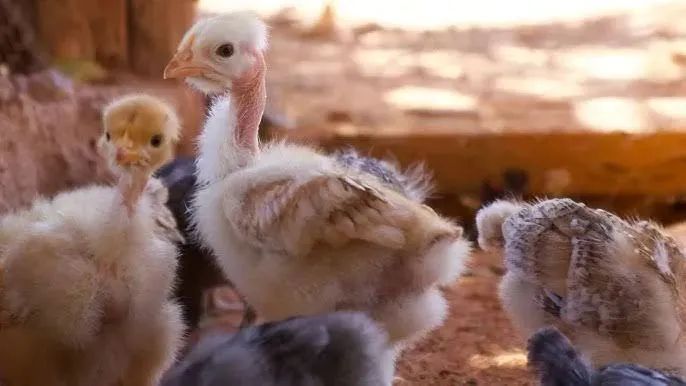 PINTINHOS GAINHAS FRANGOS CAIPIRA (Leia o Anuncio) - Foto 2