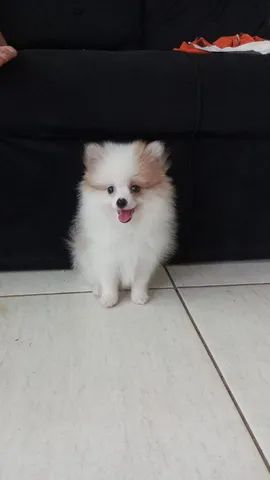 Pagamento do na entrega lulu da pomerania 