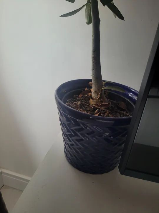 Valor das plantas na imagem - Foto 2