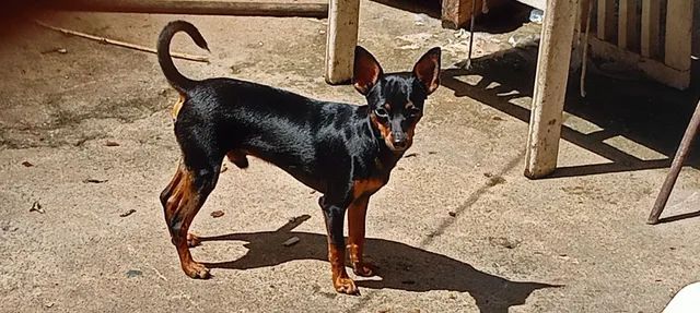 "vendas de cachorros pinscher" no Brasil