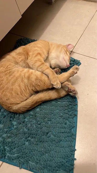 Gatinho laranja lindo para adoção