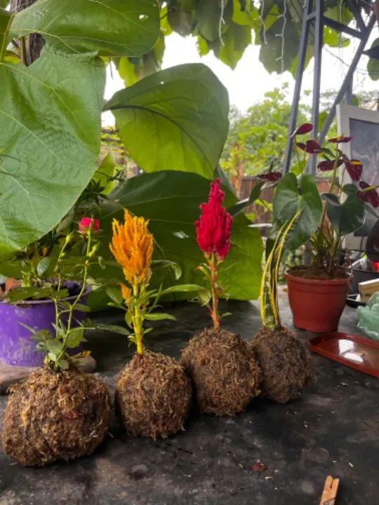 Kokedama plantas - Foto 2