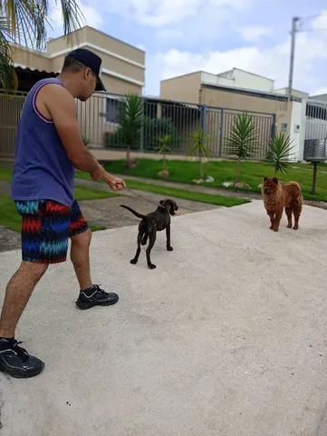 Filhotes Fila Brasileiro - Balcão - Anunciou, Vendeu!