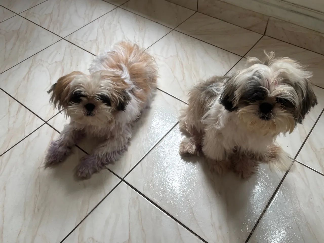 Dois Shih Tzus Lindos a venda  - Foto 2