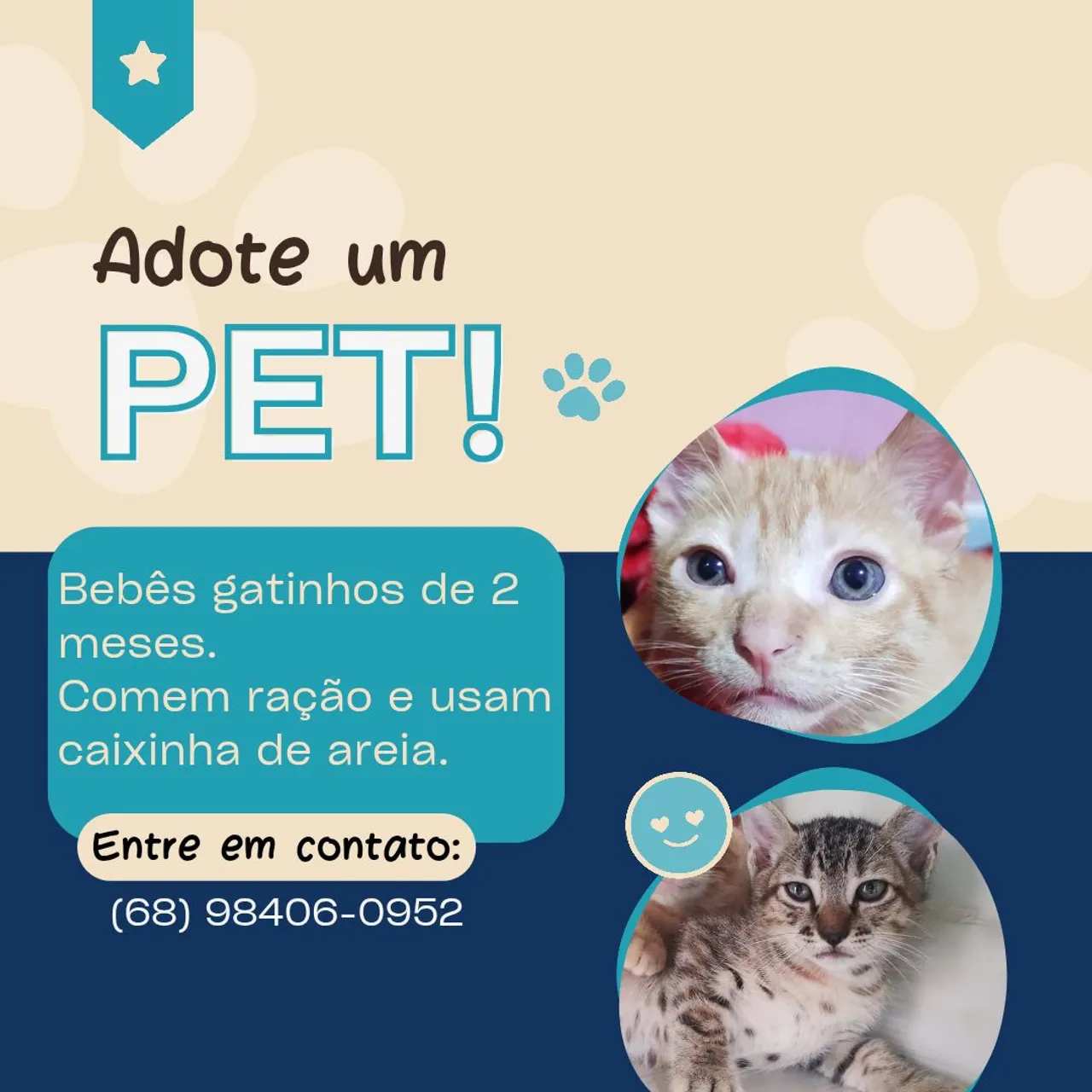 Gatos filhotes para adoção