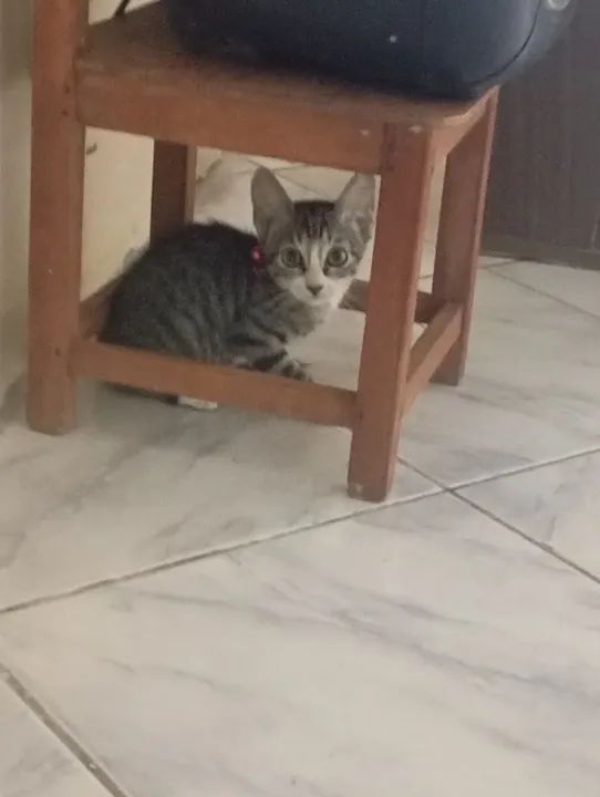 Gatinho Fofo Procurando Lar