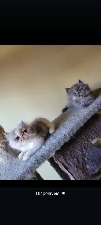 Lindos filhotes persas - Foto 3