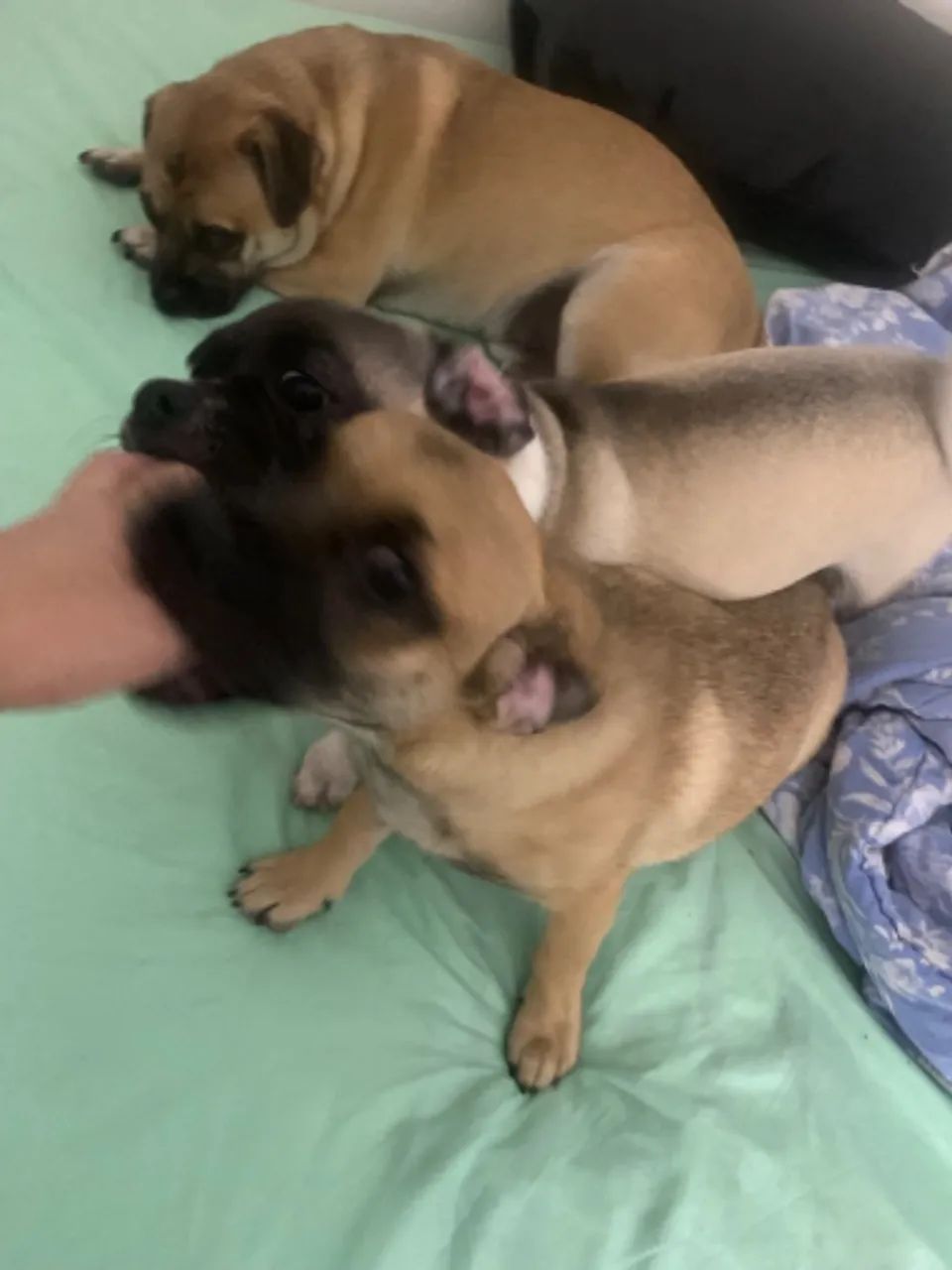 Doação de lindos filhotes raça pequena mistura de pug  - Foto 6