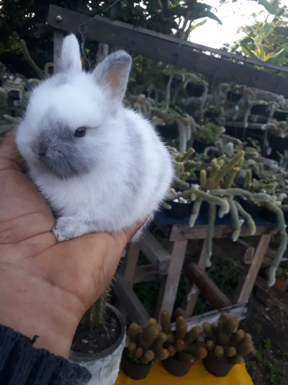 Coelho anão importado Megpie