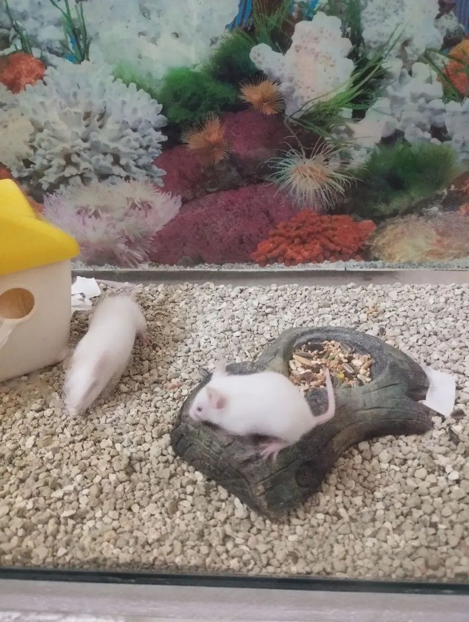 Ratos Twister e camundongos  - Foto 5