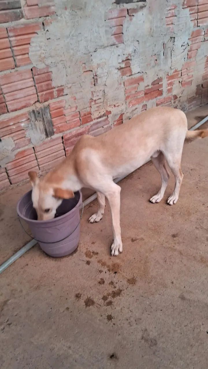Cão de porte médio para adoção - Foto 2