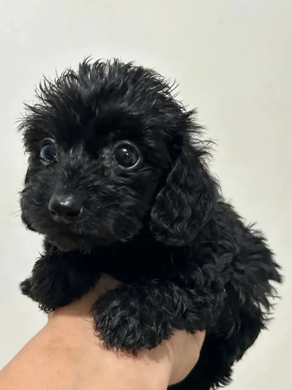 Cachorro maltipoo em oferta zap (85)99990.2592