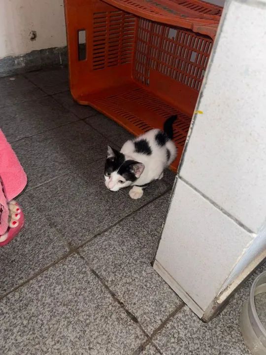 Gatinhos branco e preto, dócil e carinhoso - Foto 6