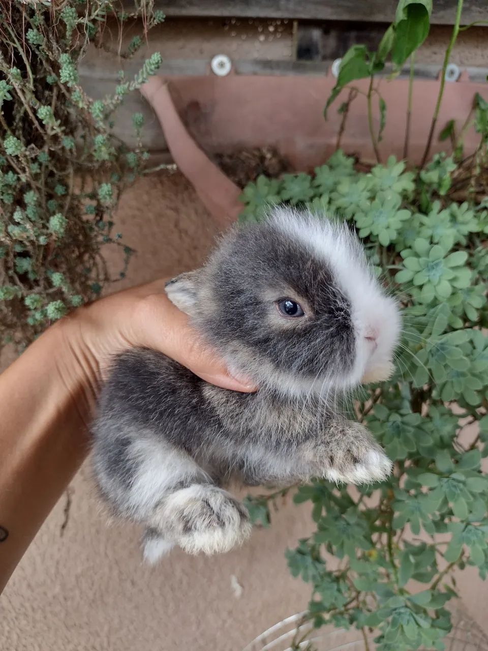 Ninhada mini Lion (reservas) - Foto 6