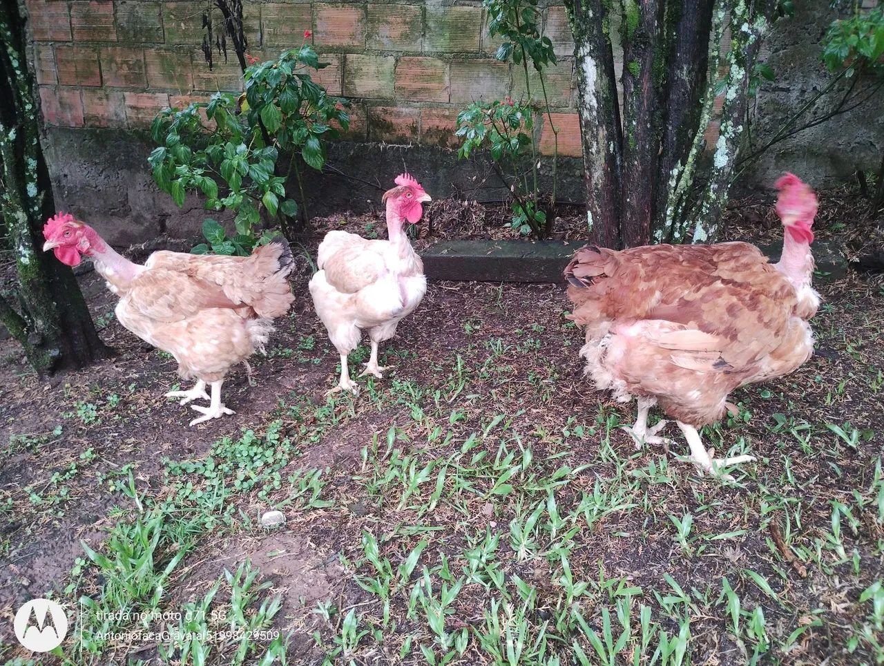 3 galinhas pescoço pelado em postura - Foto 3