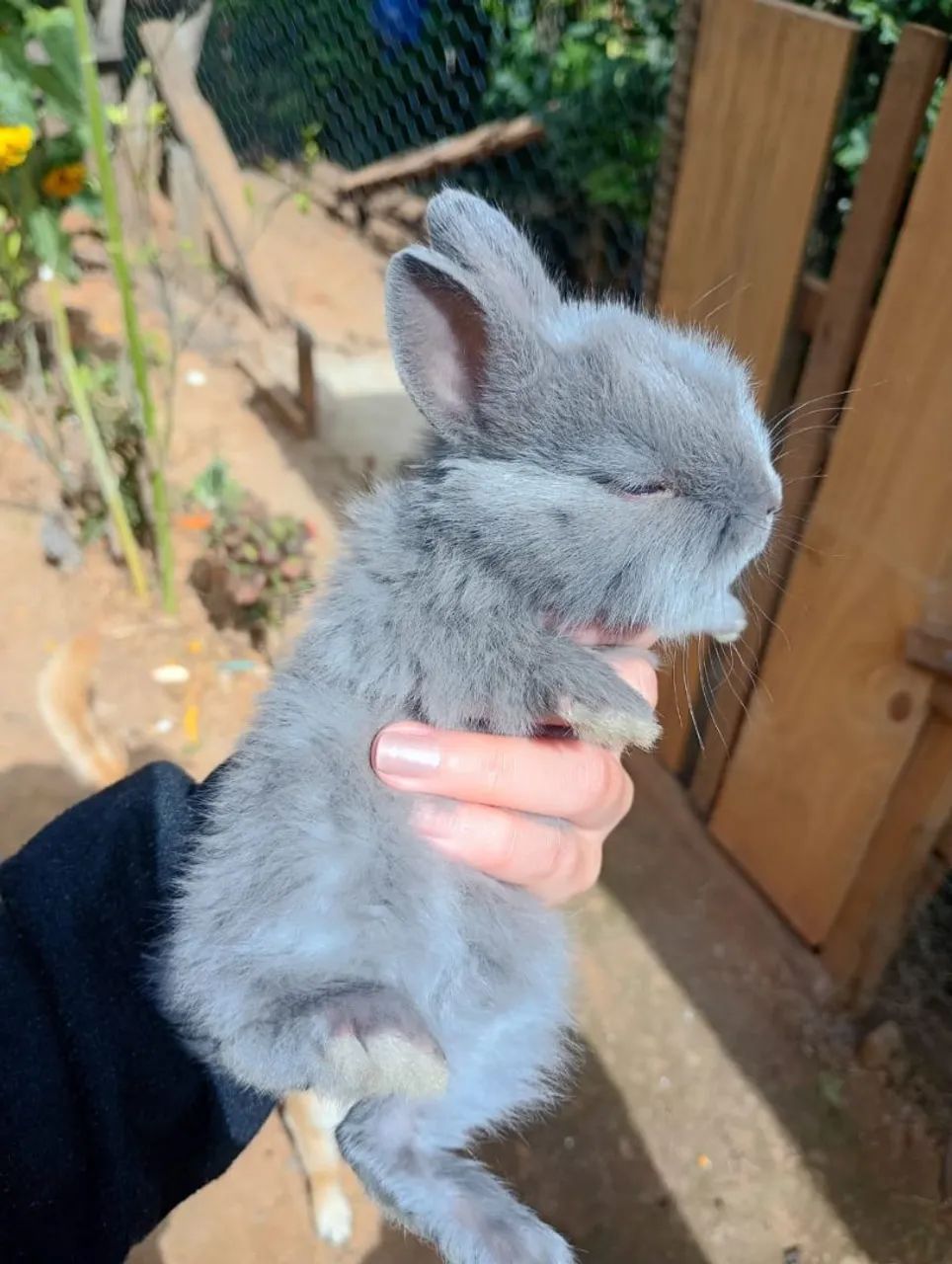 Mini coelho (Casal)  - Foto 3