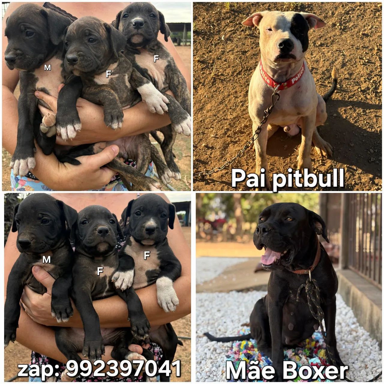 Filhotes de Boxer com Pitbull 