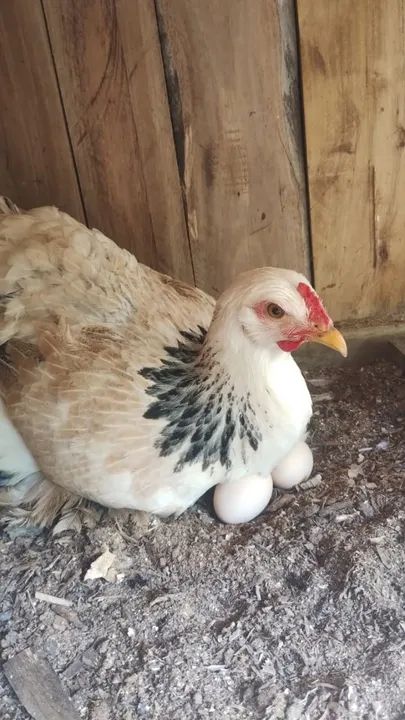 Vendo Galinhas, galos e pintinhos brahma