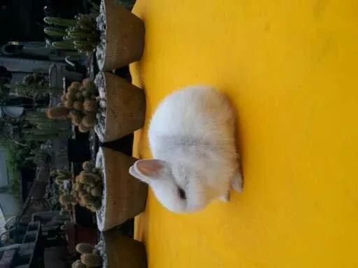 Coelho anão importado Netherland dwarf  - Foto 4