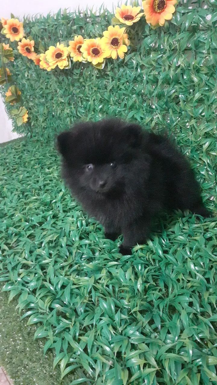 BB de Luluzinho Preto olho jabuticaba a pronta entrega  - Foto 2