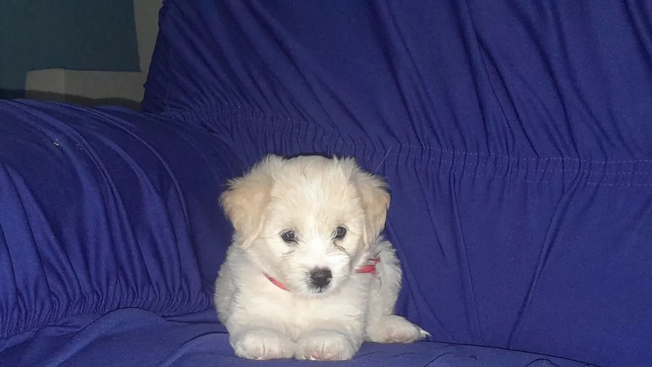 Filhote de poodle a venda no precinho  - Foto 6