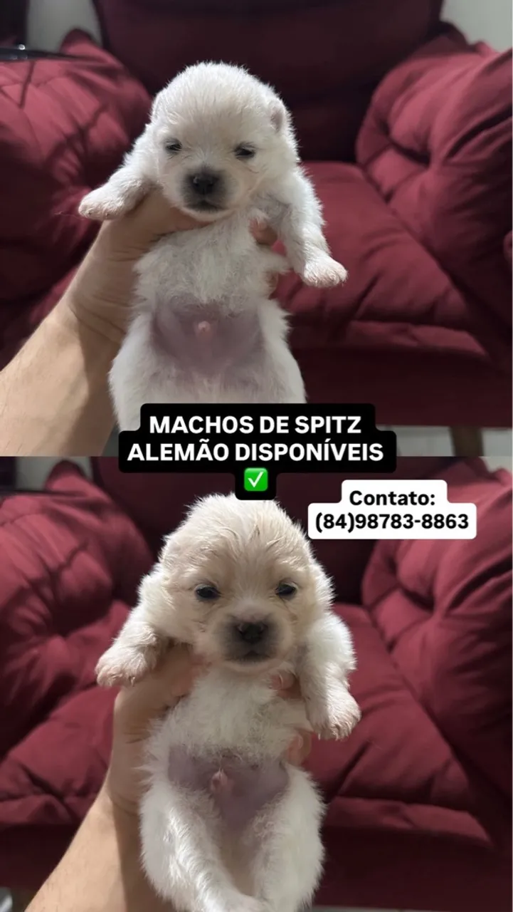 Spitz Alemão Machos Disponíveis