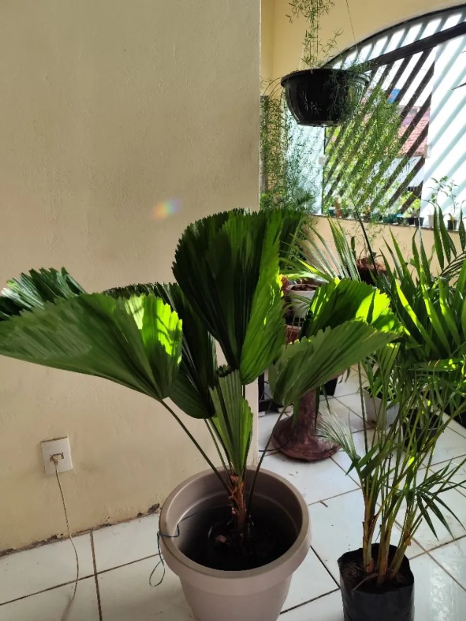 Lindas palmeiras - Foto 3