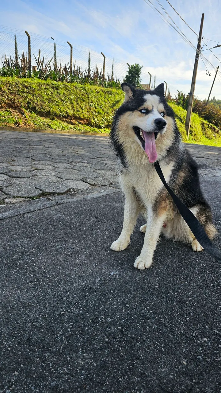Husky Siberiano procura namorada