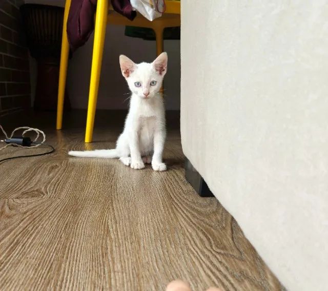 Adote o Luffy! - Foto 3