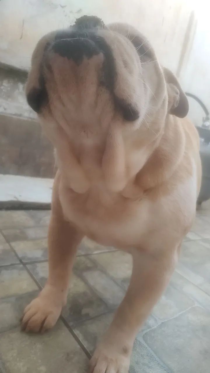  Bulldog Inglês fêmea  - Foto 5
