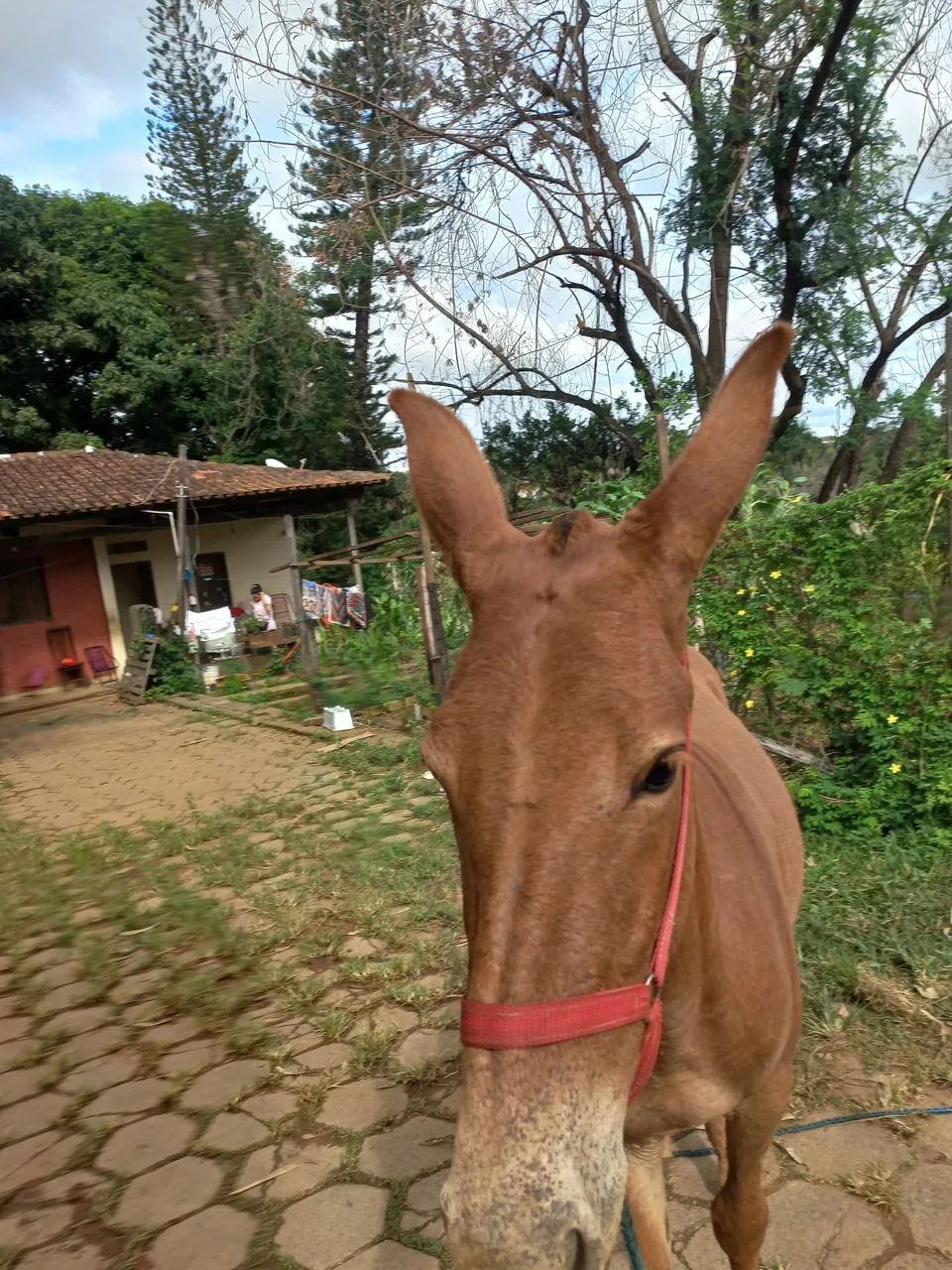 Mula  ( pai registrado) - Foto 3