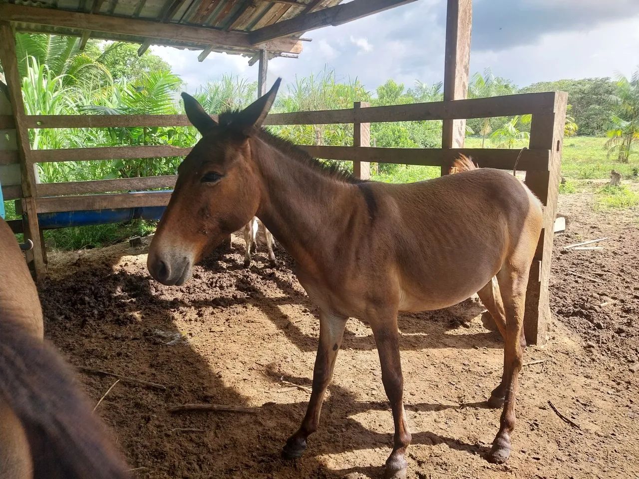 Burro para venda com idade de 1 ano e 9 meses