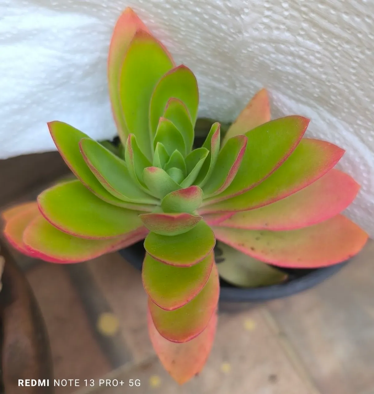 Crassula camfire"fogueira"