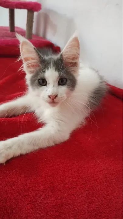 Maine conn parcele em até 10x - Foto 4