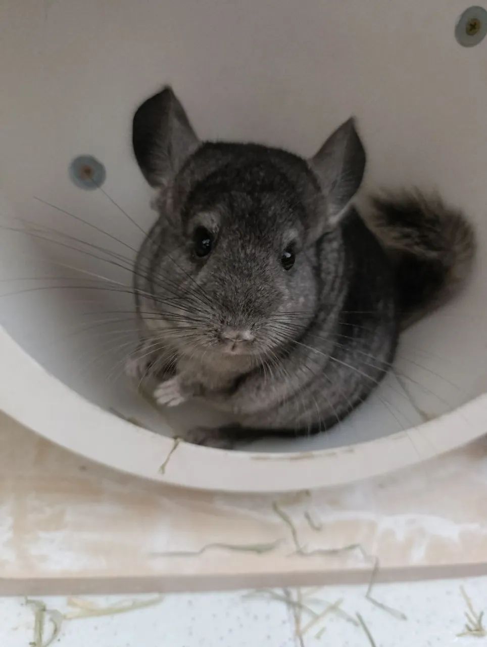 Chinchila filhote ,5 meses - Foto 3