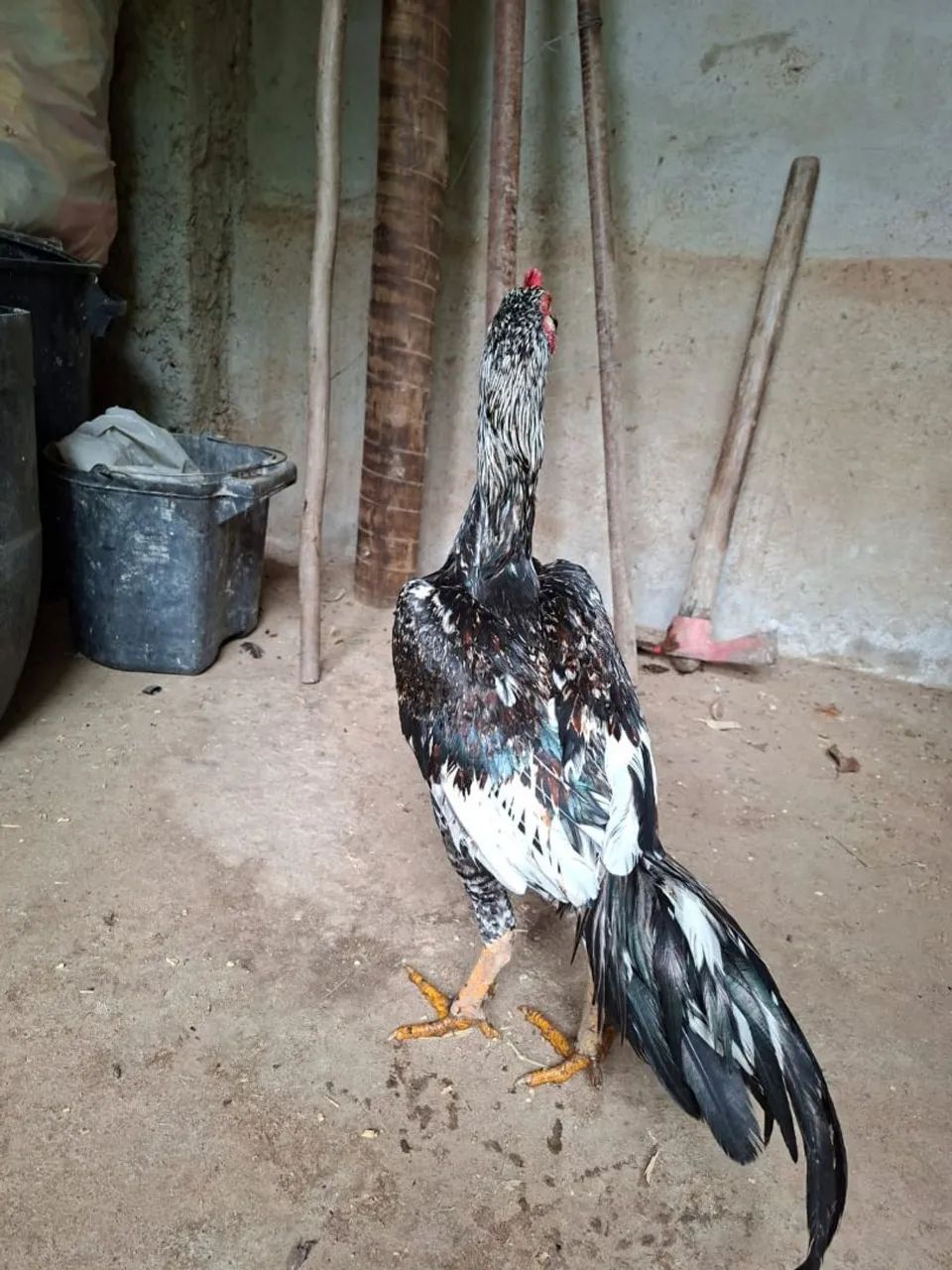 Vendo galo índio barbudo  de grande porte - Foto 2