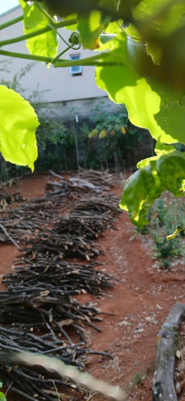 vendo lenhas cortadas pequenos pedaços 