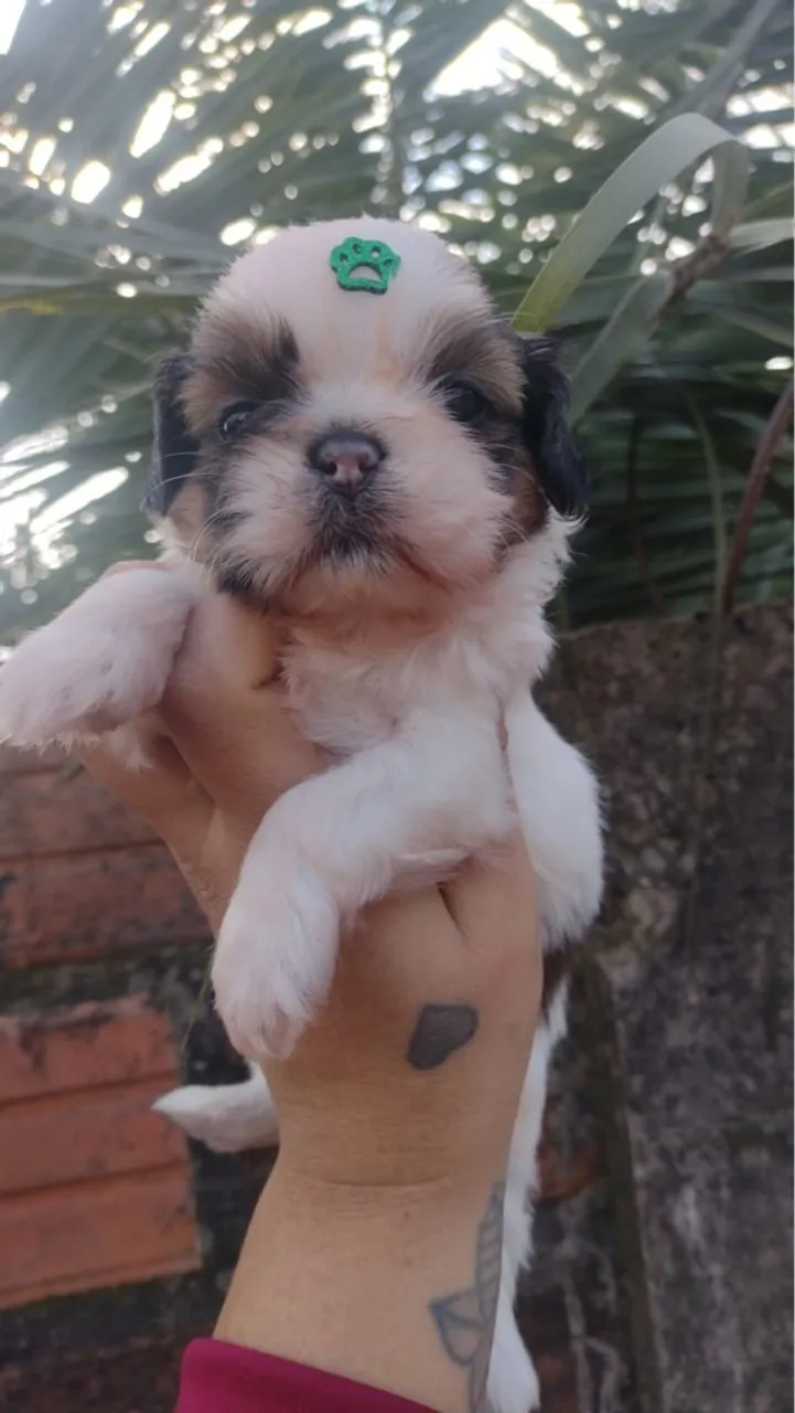 Fêmea e macho disponível