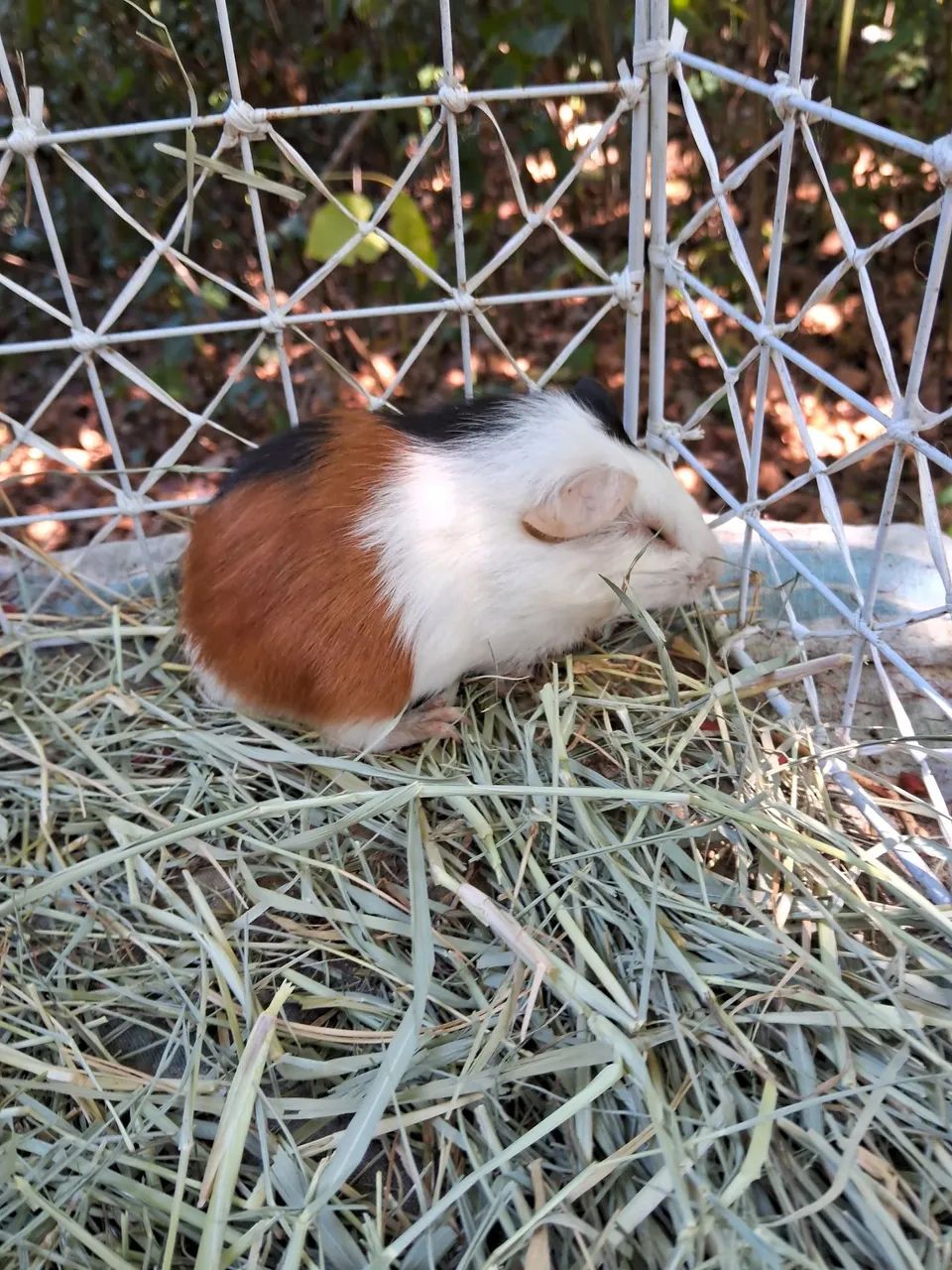 A3M- Porquinho da Índia-PROMOÇÃO  ( leia a descrição do anúncio) - Foto 4