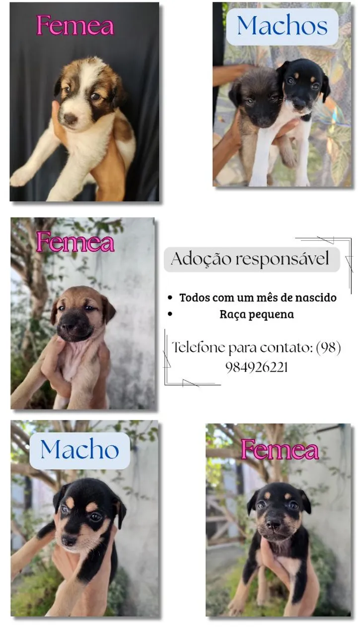 Filhotes para adoção responsável